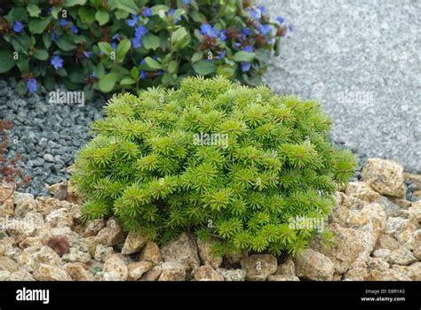 Korean Fir Abies Koreana Cis Abies Koreana Cis Cultivar Cis Stock