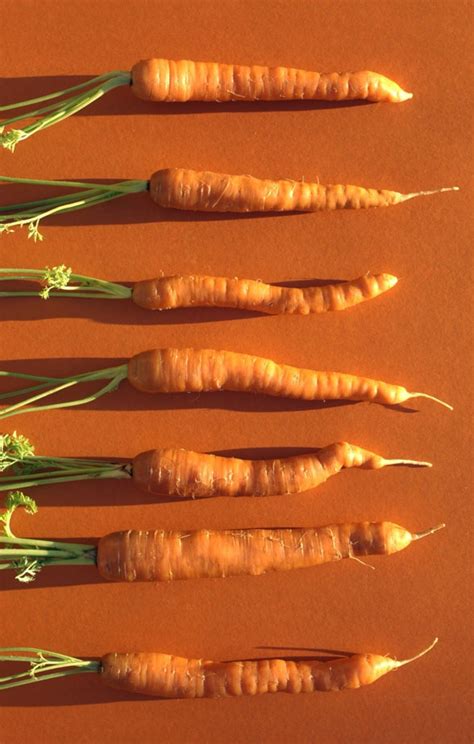 Carrot Growing Tips | Огород, Сад