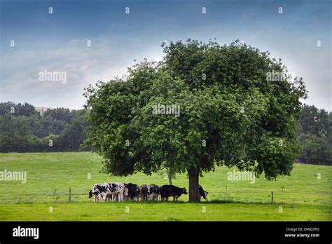 Cows Looking For Shelter Under Tree In Field During Downpour Stock