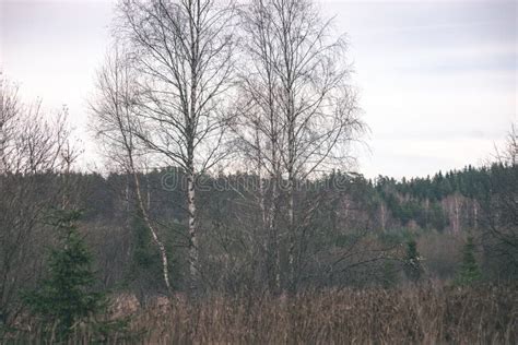 Autumn Trees With Naked Branches Vintage Film Look Stock Photo Image Of Outdoor Lake