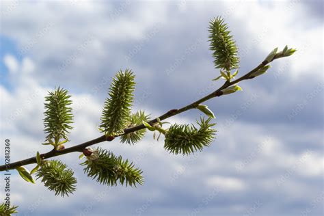 Flowering Pussy Willow Salix Caprea Female Specimens On A Background Of Charming Blue Sky