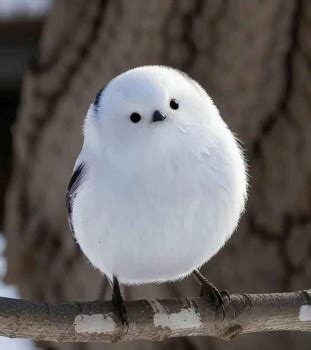 Solve Long Tailed Tits Jpeg Jigsaw Puzzle Online With Pieces