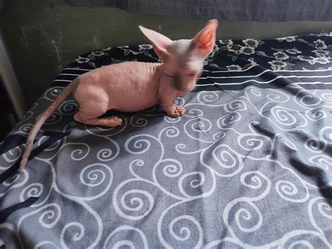 how much are maine coon cats 7