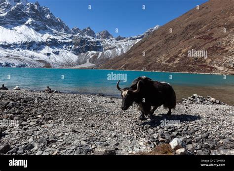black yak grazing  gokyo lake  himalayas nepal beautiful gokyo