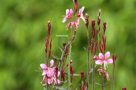 Picture And Description Of Gaura Lindheimeri Pink Dwarf