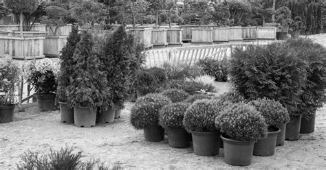 Colorado Springs Trees Shrubs Perennials