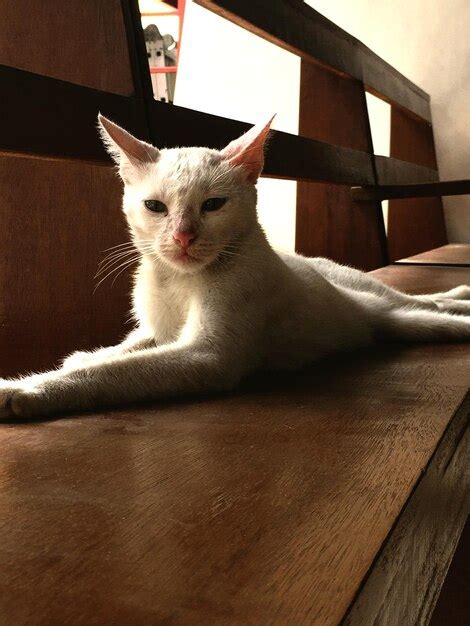 Premium Photo Pussy Ca