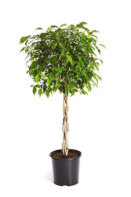 Benjamina Twisted Ficus Indoor Plants Plantshopme