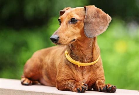 top ten  lovable dogs   world petmd