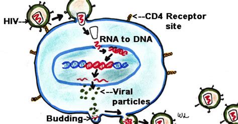 How Does Hiv Attack The White Blood Cells Ehow Uk