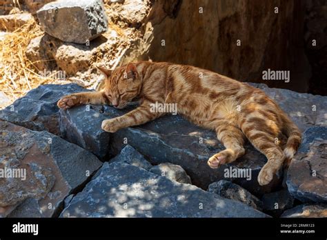 A Street Cat Sleeping In The Ruins Of The Ancient Venetian Fortress Of