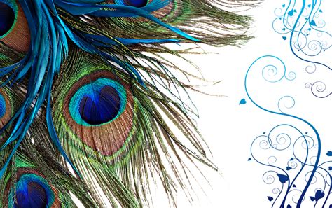 Peacock feather png download - 1000*627 - Free Transparent Towel png ...