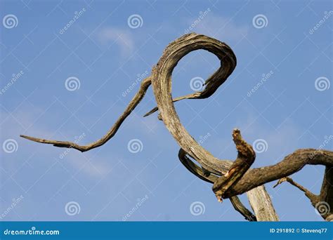 Naked Twisted Branch Scary Silhouette Royalty Free Stock Image Cartoondealer
