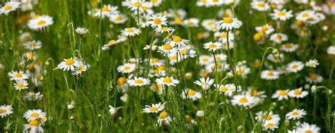 herbaceous permaculture plants