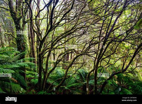 Beech Forest landscape in Cape Otway in Victoria, Australia Stock Photo ...