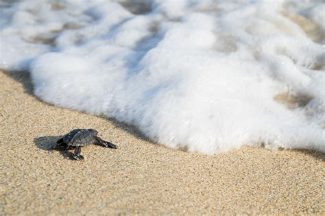 Turtle Release And Bioluminescent Plankton From Puerto Escondido