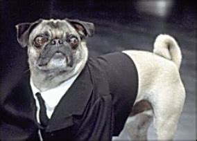 Frank the Pug | Men in Black Wiki | Fandom