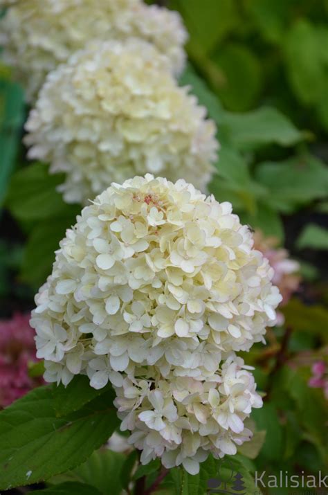 Hydrangea paniculata MOJITO 'GRHP10' Hortensja bukietowa