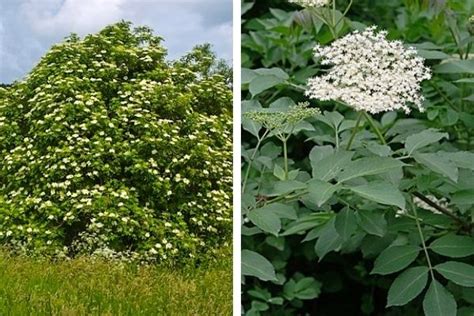 Saúco Sambucus Nigra 5 Usos Medicinales Arbusto Curativo