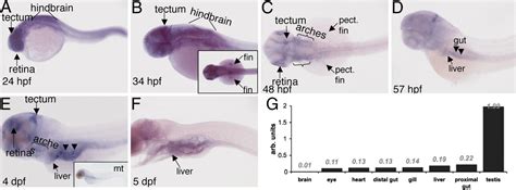 Liver growth in the embryo and during liver regeneration in zebrafish
