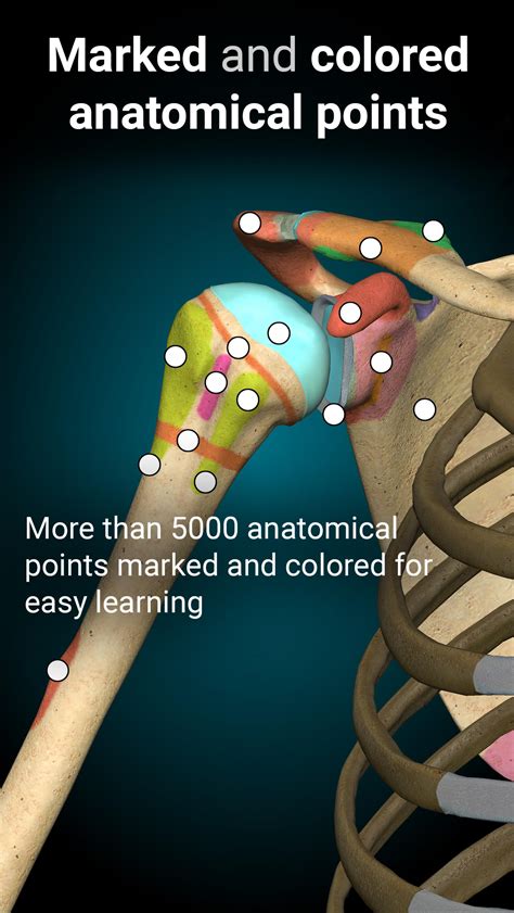 anatomy learning apk  android
