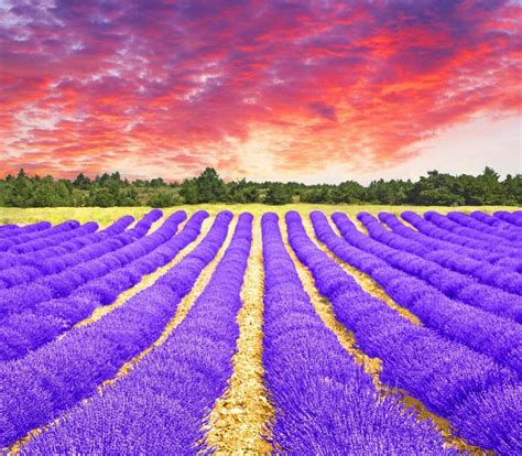 Field of Blue | Lavender fields, Sea photography, Beautiful places in ...