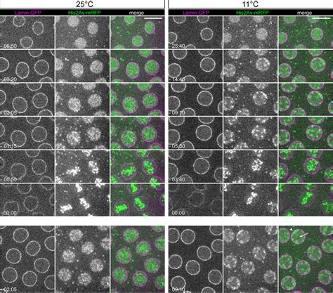 Low temperature alters the pattern of chromosome condensation in early ...
