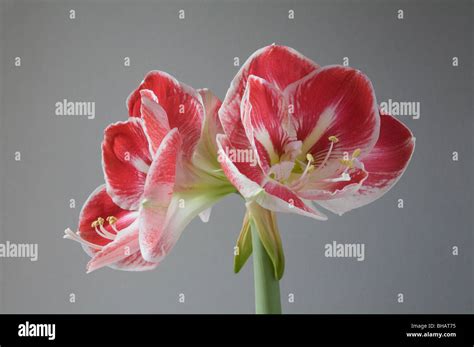 Hippeastrum Aka Amaryllis Stock Photo Alamy