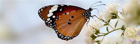 Rester Chenille Ou Devenir Papillon Jpl Communications