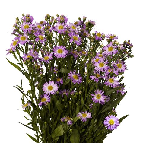 Fresh Purple Aster Flowers | GlobalRose