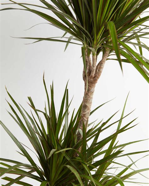 Dracaena Marginata | House Plants for Delivery | Lively Root