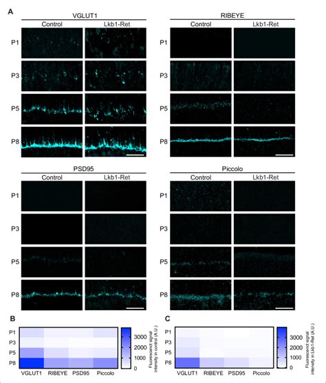 Synaptic protein distribution across development. Outer retina ...