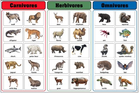 Montessori Materials Carnivores Herbivores And Omnivores Charts With