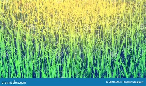 Green Grass Texture In Sunrise Nature Background Stock Photo Image