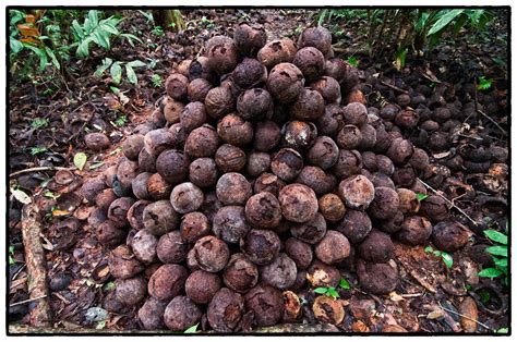 Какой орех считается самым радиоактивным - Русская семерка