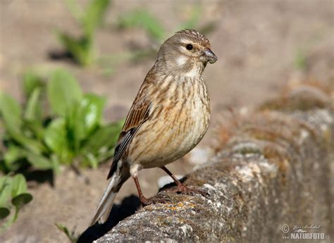 Konopka obecná | Naturfoto.cz