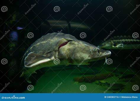 Sturgeon in aquarium stock photo. Image of fish, gourmet - 240383716