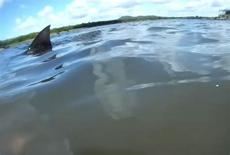 Australian Golf Course Invaded By Sharks Yes Sharks