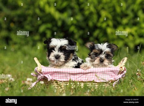 Biewer Yorkshire Terrier Puppies Stock Photo Alamy