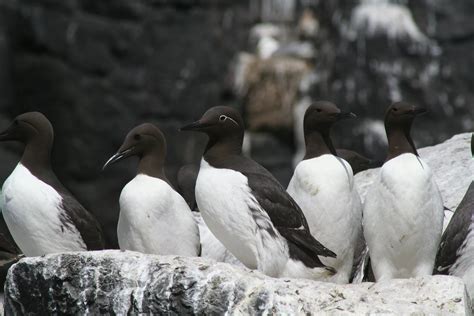 Graham's Birding Blog: Farne Islands and Scotland - 26 - 31 May