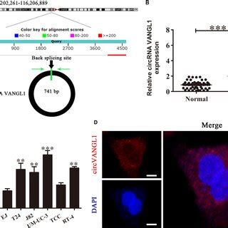 Silencing Circular Rna Vangl Circvangl Inhibits Bladder Cancer Bc