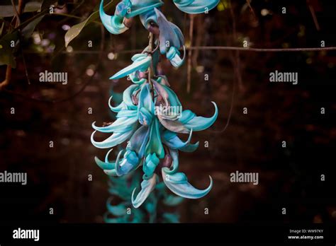 Strongylodon Macrobotrys Commonly Known As Jade Vine Emerald Vine Or