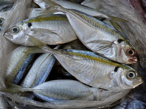 Hnsi Batam Dukung Rencana Impor Ikan Benggol Dan Selar Mata Besar