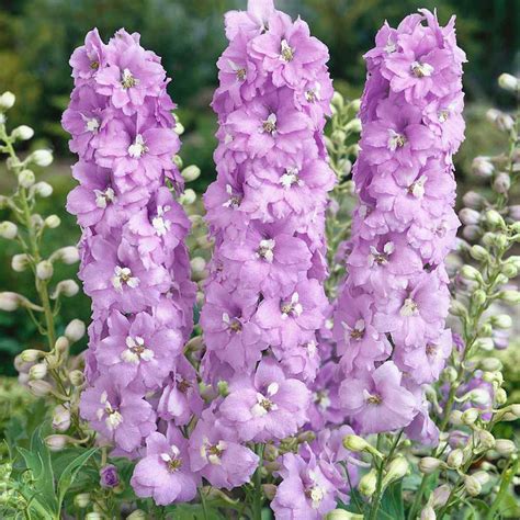 Delphinium Elatum