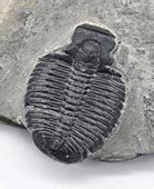 No Reserve 500 Million-Year-Old Trilobite Fossils