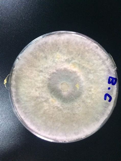 282 questions with answers in FUNGAL BIOTECHNOLOGY | Science topic 