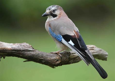 Eurasian Jay ~ Birds World