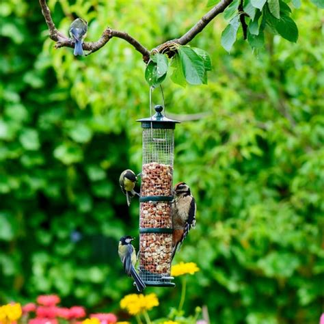Diy Birdfeeders Backyard Vegetable Gardener