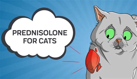 Prednisolone for Cats- Innovet Pet