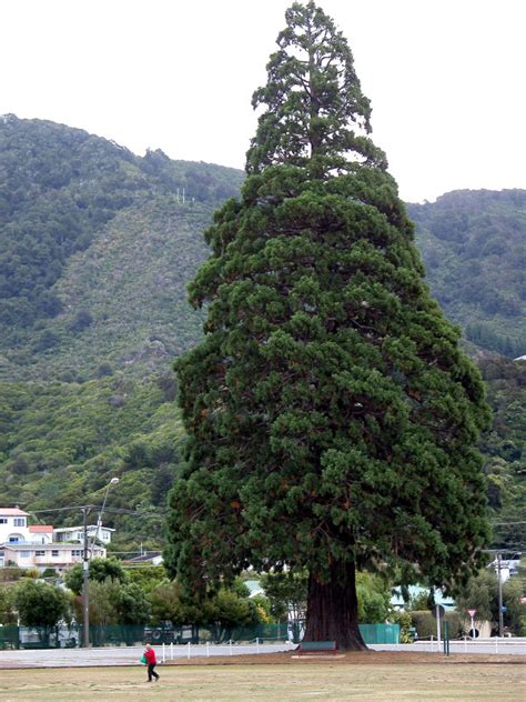 Giant Sequoias Outside Their Natural Range